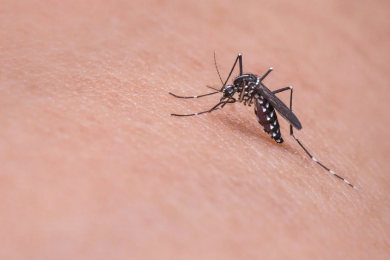 Zarazni komarci vršljaju po Srbiji: Potvrđeno 13 slučajeva groznice Zapadnog Nila