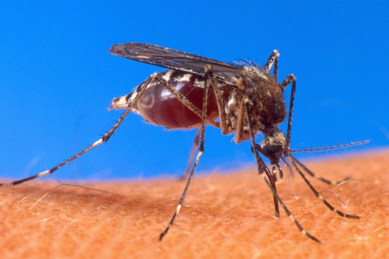 Uzbuna! Virus Zapadnog Nila detektovan kod komaraca na teritoriji Beograda!