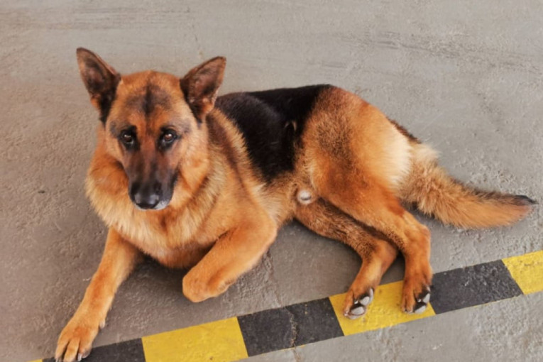 Neverovatna priča o psu Đangu: Lutao je 20 dana od Zlatara do Ivanjice, a onda na neočekivan način pronašao vlasnike