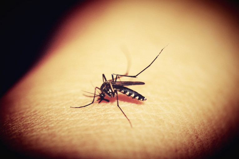 24SEDAM PANČEVO Počinje tretman suzbijanja kućnih formi komaraca