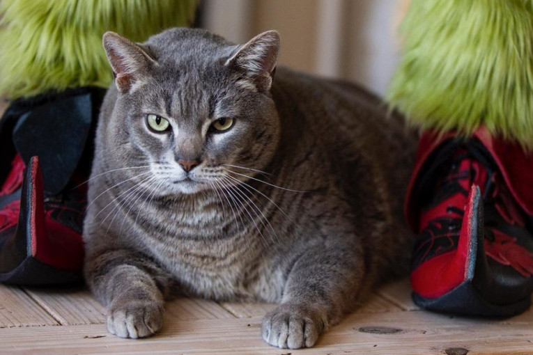 Ljudi ne prestaju da napadaju vlasnicu najdebljeg mačka na svetu: „Ovo je bolesno“