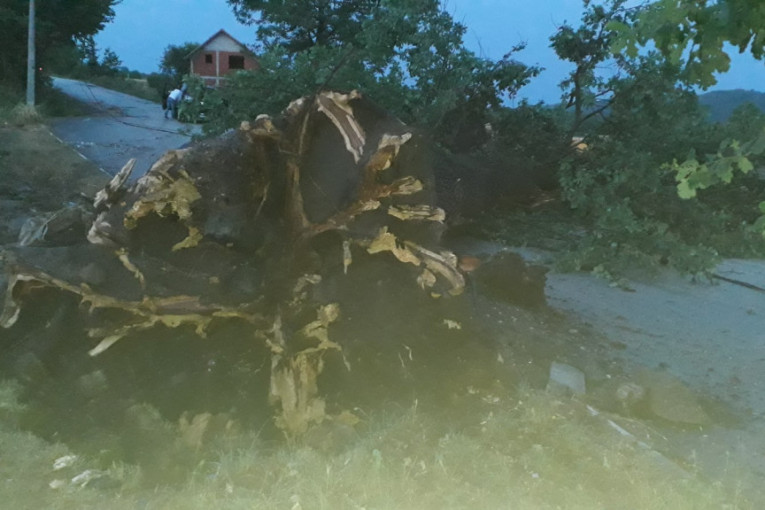 Olujni vetar iščupao hrast u selu kod Čačka! Meštani okolnih sela ostali bez struje