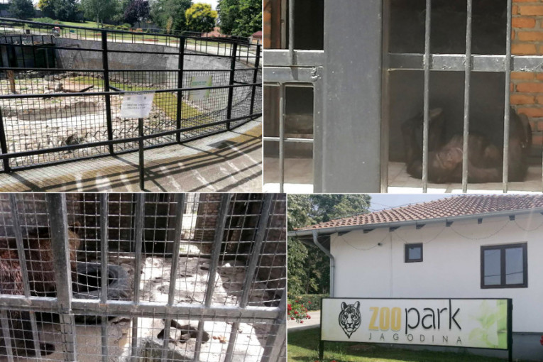 Vrt bez nade: 24sedam u zoo vrtu u Jagodini na plus 40, životinje jedva dišu u skučenim kavezima! (FOTO+VIDEO)