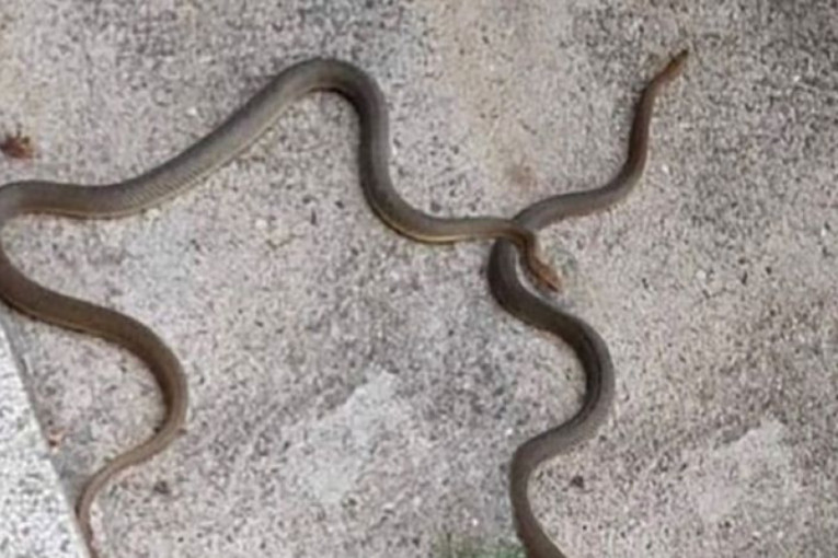 Momentalno pobegla: Žena u Nišu naletela na dve zmije ispred kuće, krenule su ka terasi (FOTO)