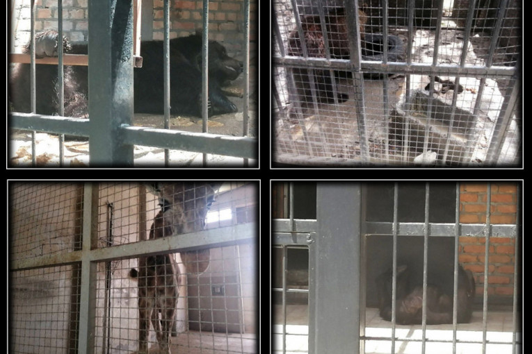 Spasite životinje iz Jagodine! Uslovi u zoo-vrtu su zastrašujući, a direktorka ih pravda rekonstrukcijom (FOTO+VIDEO)