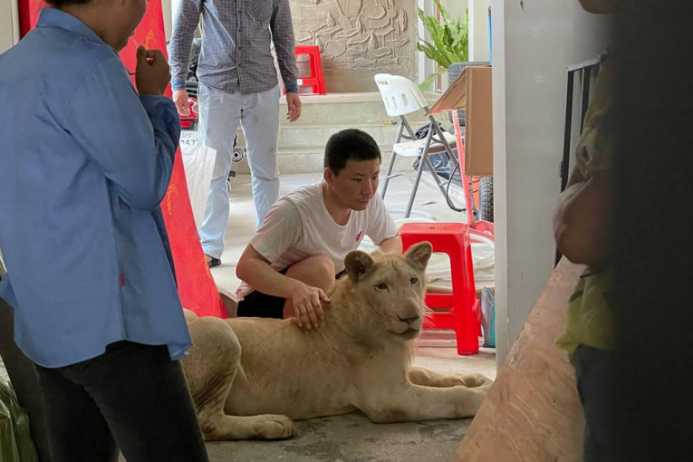 Zaplenjen lav kućni ljubimac nakon pojavljivanja na Tik-Toku (FOTO)