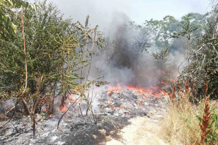 Izgoreo veliki deo šume kod Subotice! Povređen i vatrogasac