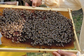 24SEDAM POŽAREVAC Pčelari ubacuju u treću brzinu razvoja svojih društava do visokih prinosa u ovoj godini