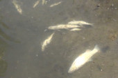 Pomor ribe u reci Skrapež: Otrovane mrene i klenovi u vodotoku u blizini Kosjerića i Požege (FOTO)