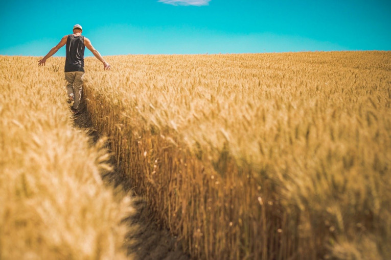Milioni tona za izvoz: Rekordni rod i prinosi pšenice!