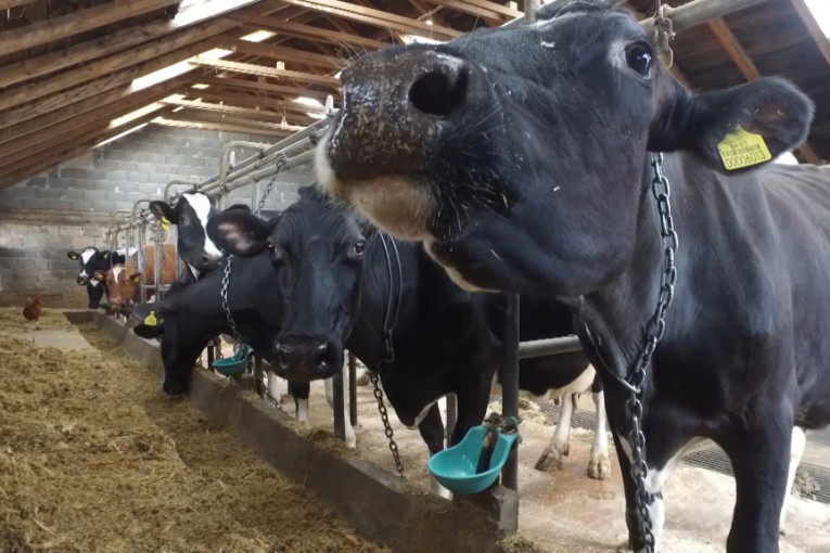 Zaokružen sistem na farmi krava: Od stajnjaka do povrtnjaka, ali i grejanja