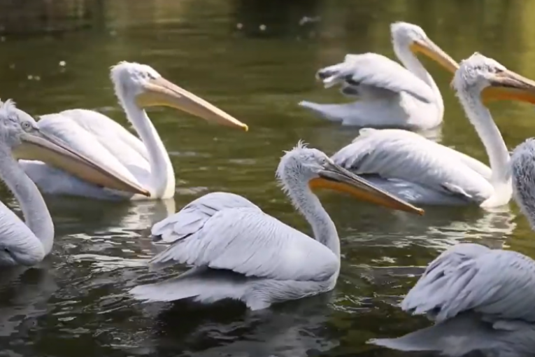 Nije ih bilo više od jednog veka: Na Dunavu kod Kladova uočena potencijalna gnezdilišta kudravog pelikana