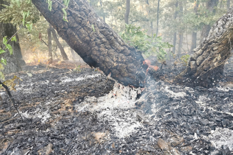 Gori šuma iznad Čačka: Zapalilo se preko deset hektara šume (FOTO)