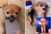 Viralni hit: Čivava grize sve redom, a kad joj daju Putinovu sliku, dešava se nešto neverovatno (VIDEO)