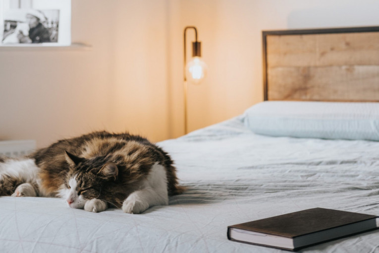 Vlasnica mačke otkrila trik kako da ugasite svetlo bez ustajanja, ljudi su oduševljeni