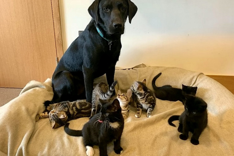 Mladi labrador usvojio sedam mačića koji su ostali bez majke i savršeno brine o njima