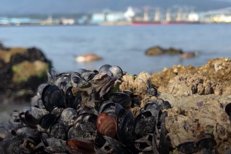 Ekstremni toplotni talas skuvao školjke u moru: Rekordna vrućina desetkovala živi svet (VIDEO)