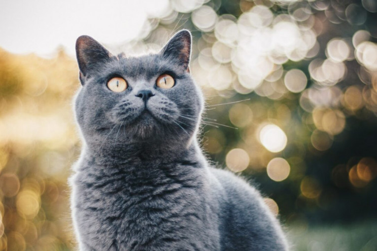 Nadarene su da osete ono što naša čula ne mogu: Koje supermoći imaju mačke?