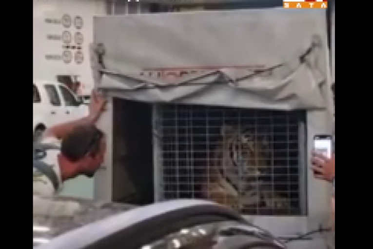 Divlja zver na trajektu za Hvar: Putnici šokirani kad su videli životinju (VIDEO)