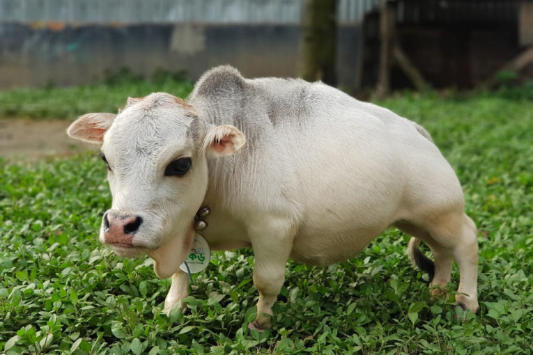 Minijatura: Najmanja krava na svetu visoka je 51 centimetar