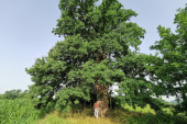 Srbi još veruju u magičnu moć drveća: Vekovima star hrast u selu Tijanje posećuje stotine ljudi (FOTO)