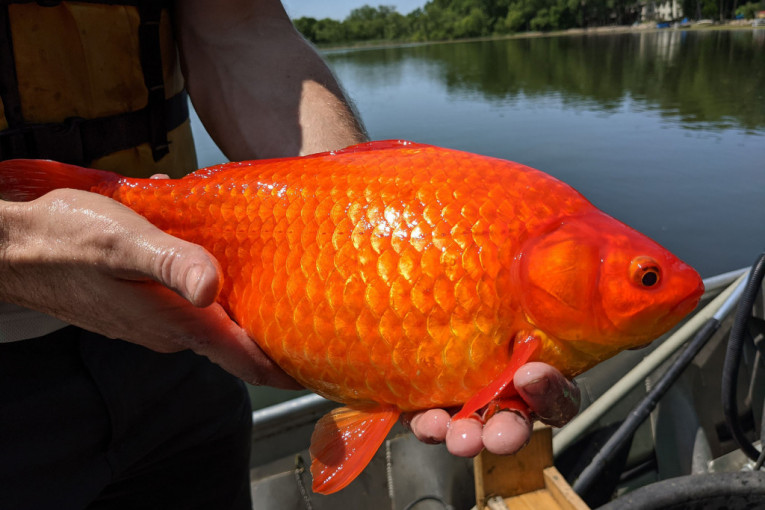 Zlatne ribice završile u jezeru, pa narasle do džinovskih razmera ugrozivši ekosistem