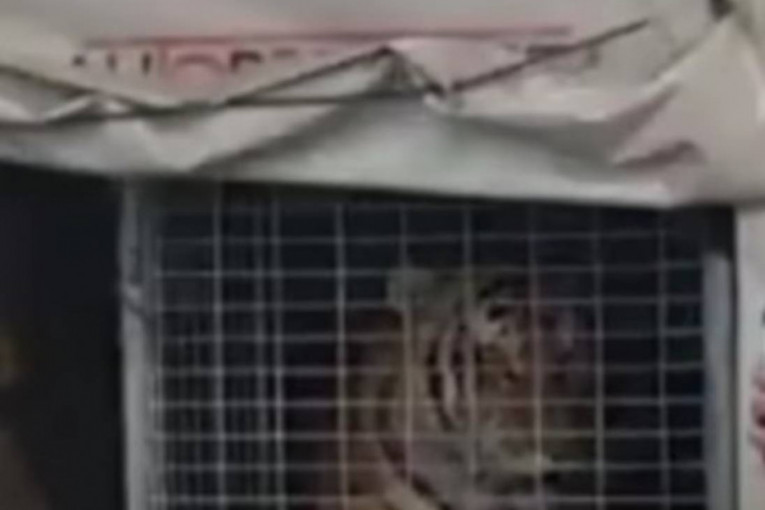 Snimak o kojem bruji region: Ko je vlasnik tigra koji je šokirao putnike na trajektu (VIDEO)