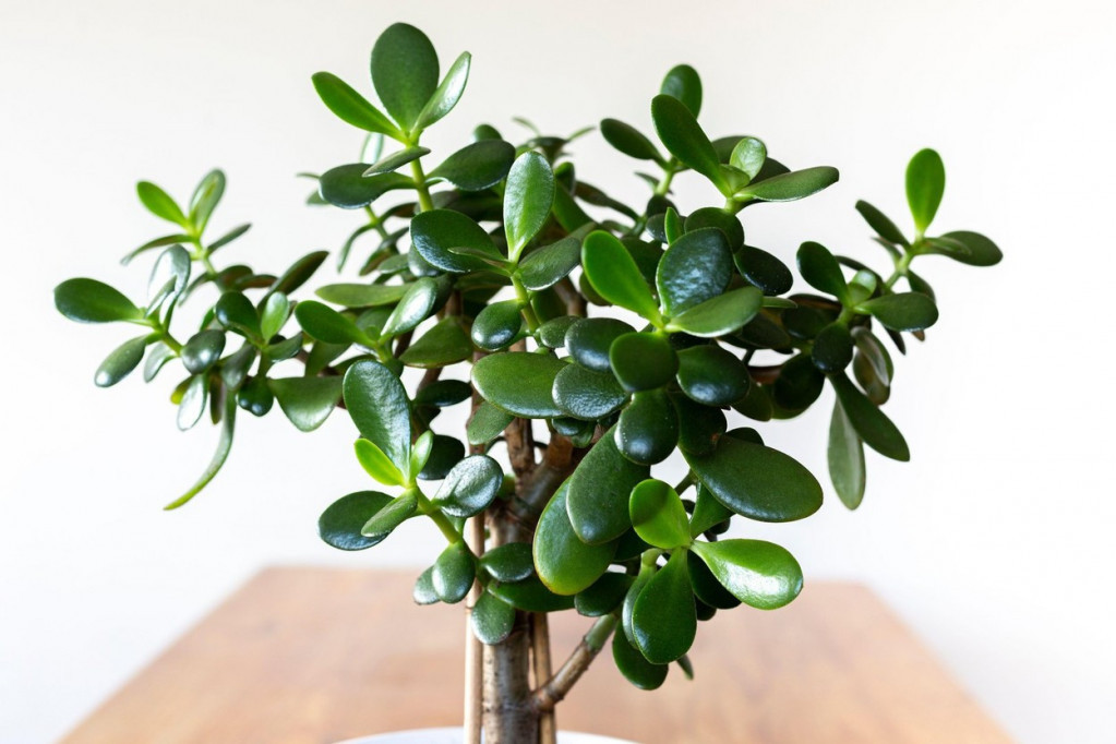 Pljuštaće pare: Stavite ovih pet biljaka u kancelariju i finansijski problemi postaju prošlost