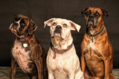 "Opasni psi ne postoje": Stručnjak otkrio zbog čega najčešće dolazi do napada
