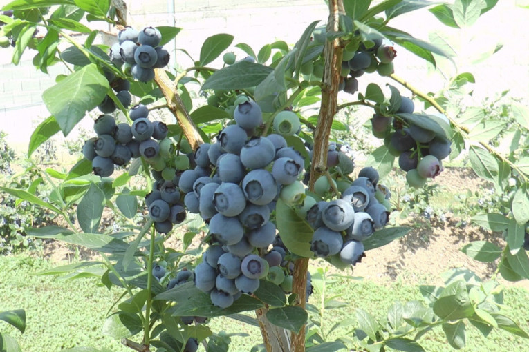 Šljivići iz Čačka na četiri hektara uzgajaju "plavo zlato": Srpska borovnica je voćka budućnosti