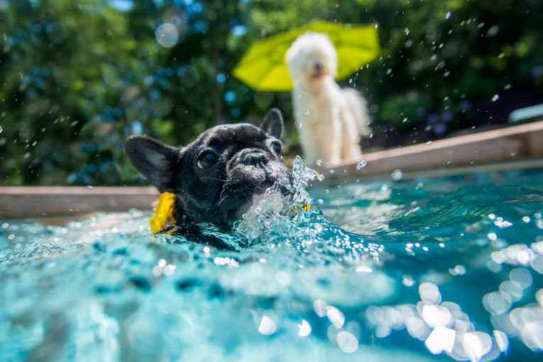 Zašto su neke rase pasa loši plivači i šta treba da znate pre nego što ih pustite u vodu