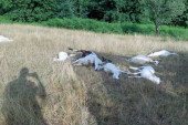 Tužan prizor kod Ivanjice: Grom usmrtio stado ovaca, letele su tri metra u vazduh (FOTO)