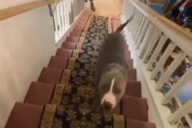 Jedan pas nam je pokazao da ceo život pogrešno silazimo niz stepenice (VIDEO)
