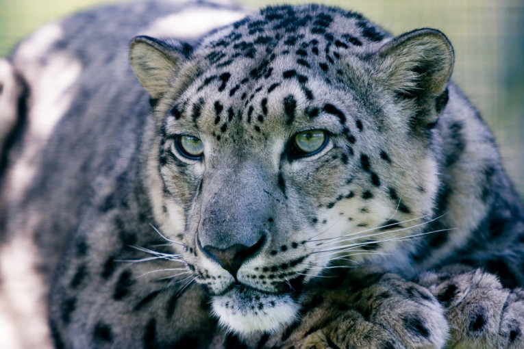 Snežni leopard zaražen kovidom: Kašljao je i cureo mu nos