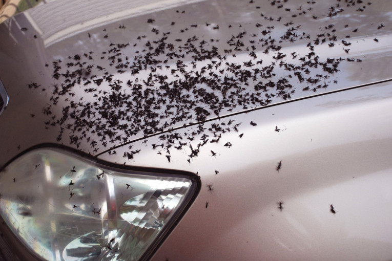 Ako je vaš automobil prekriven ostacima insekata, evo zašto je važno da ih uklonite što pre