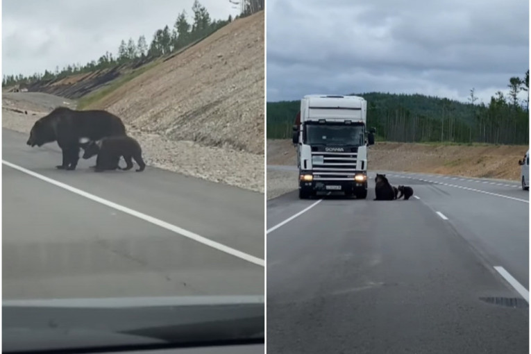 Iznenađenje na putu: Gladna porodica medveda prilazila vozačima, trubili da ih oteraju, ali uzalud