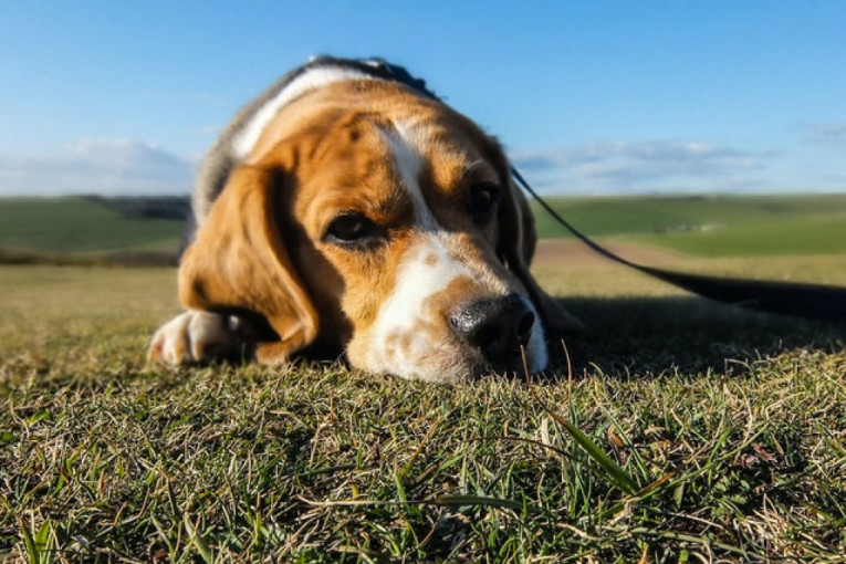 Ove četiri situacije mogu da izazovu veliki stres kod pasa
