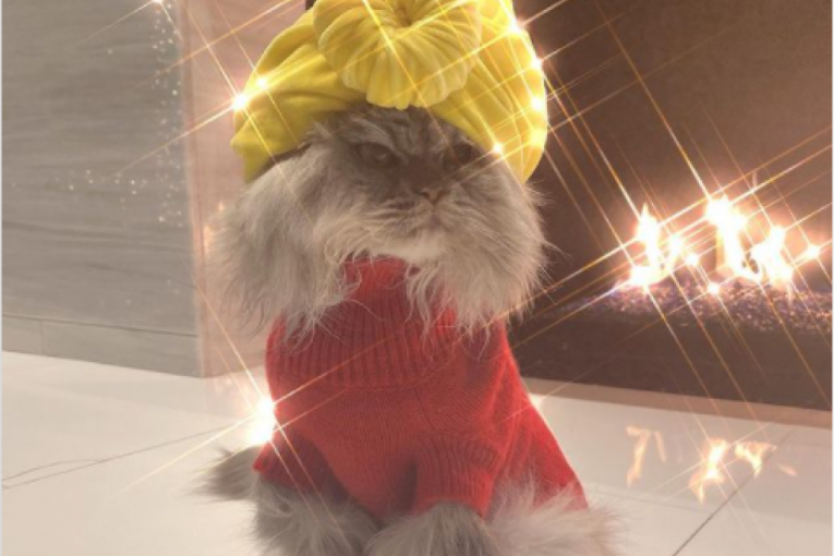 Kejt Bekinsejl u karantinu postala stilistkinja za mačke (FOTO)