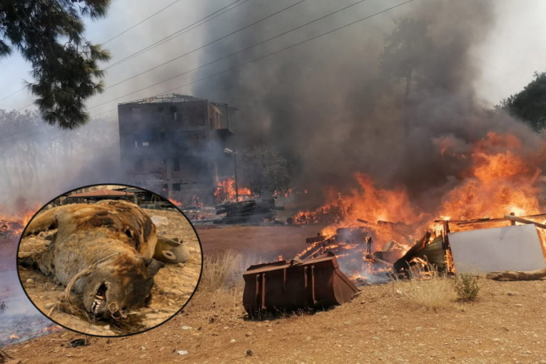Jezivi prizori: Ugljenisana tela stradalih životinja na spaljenom tlu (UZNEMIRUJUĆI SADRŽAJ)