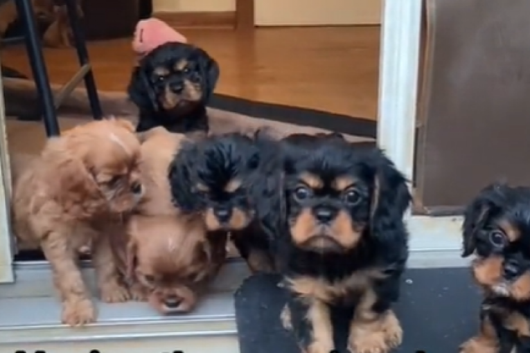 Snimak koji topi srca: Šest preslatkih štenaca sami sebi biraju imena (VIDEO)