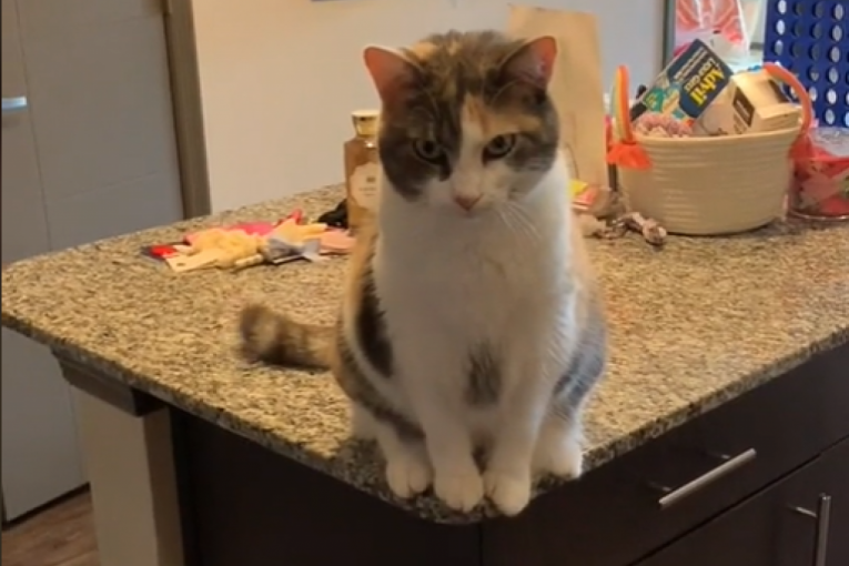 Mačka se naljutila na vlasnicu pa joj se osvetila na najpodmukliji način (VIDEO)