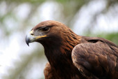 Pronađena strogo zaštićena vrsta: Spasen mladunac surog orla