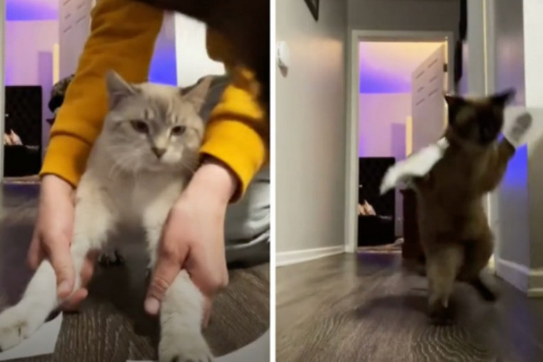 Neslana šala: Žena stavila mačkama lepljivi papir na šapice, pa naišla na osude (VIDEO)