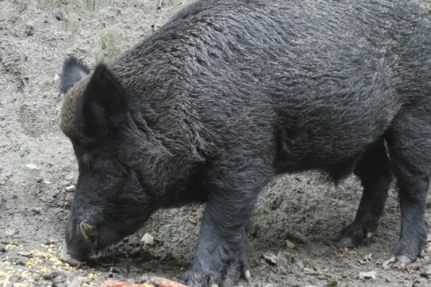 Muke poljoprivrednika oko Rudnika: Divlje svinje "obraše" kukuruz, sve više i jazavaca