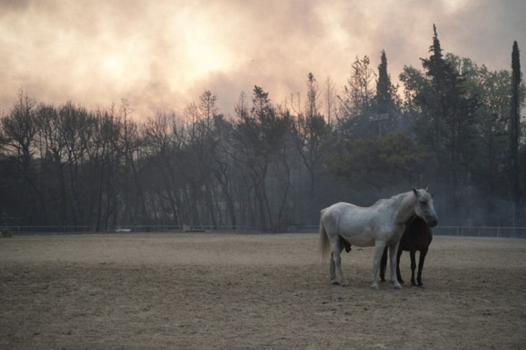 Tužne slike iz Grčke: Kuće uništene, mnoge životinje nisu uspele da pobegnu od vatre, velika borba za konje!