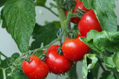 Tajna pravog domaćeg paradajza leži u ove tri stvari, pažljivo birajte