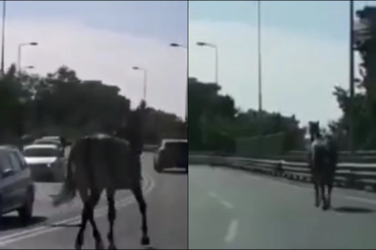 Rasni konj pobegao sa Beogradskog hipodroma, pa napravio opštu pometnju u saobraćaju (VIDEO)