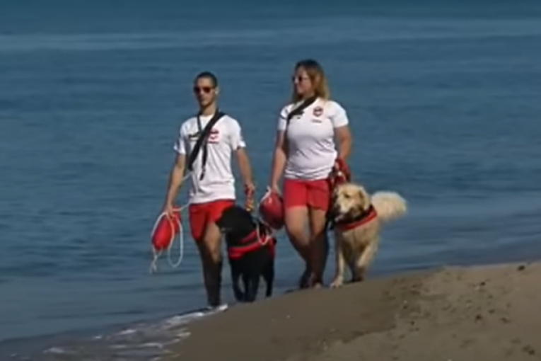 Psi heroji! Labradori spasli tri porodice koje su odnele morske struje! (VIDEO)