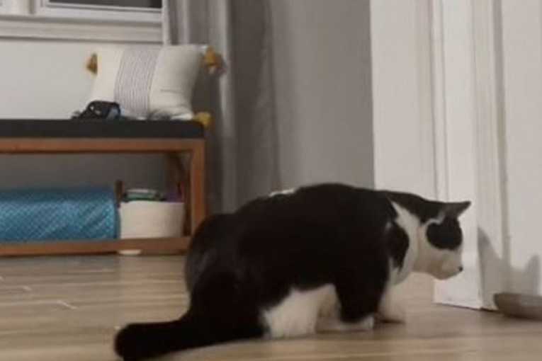 Snimak koji je mnoge dirnuo: Kamere za video-nadzor snimile šta mačka radi kada vlasnica ode (VIDEO)