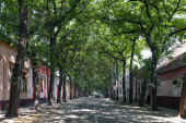 Razglednica iz Kikinde: Hladovina jedne od najlepših ulica na svetu (FOTO)